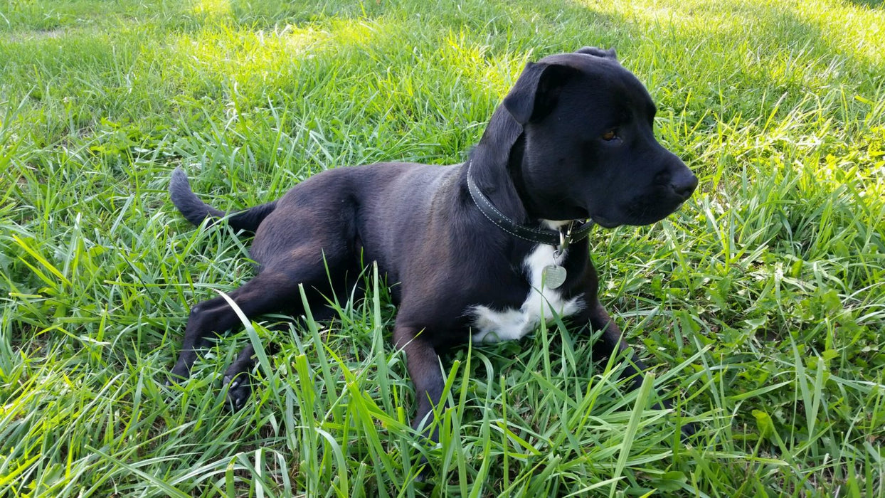 Puppy wearing a GI Collar