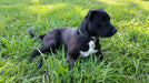 Puppy wearing a GI Collar
