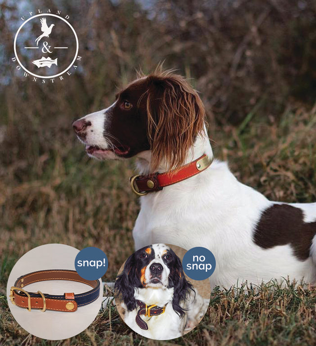 dog in field wearing Upland & Downstream dog collar with closeup of snapped collar and dog wearing collar without tailsnap