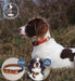 dog in field wearing Upland & Downstream dog collar with closeup of snapped collar and dog wearing collar without tailsnap