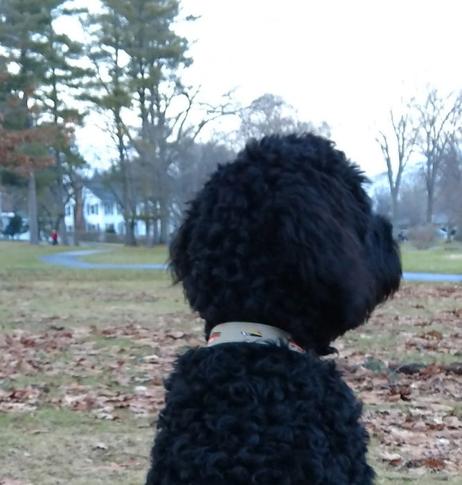 American Traditions Leather and Ribbon Dog Collar