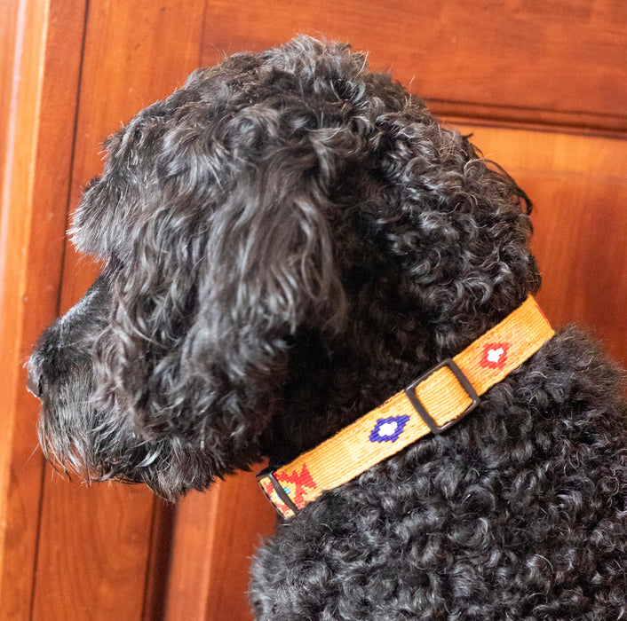 God's Eye Gold collar on black dog