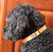God's Eye Gold collar on black dog