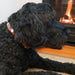 Heirloom Studded collar in tan on black dog