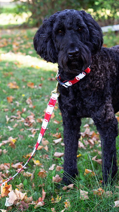 red and white Game Day pattern leash on black dog