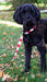 red and white Game Day pattern leash on black dog