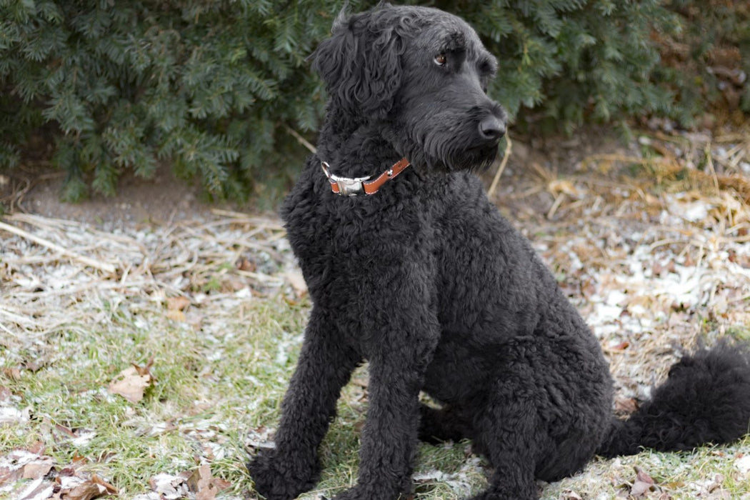 Abe wearing Seneca Side Release Buckle Dog Collar in Tan