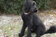 Abe wearing Seneca Side Release Buckle Dog Collar in Tan