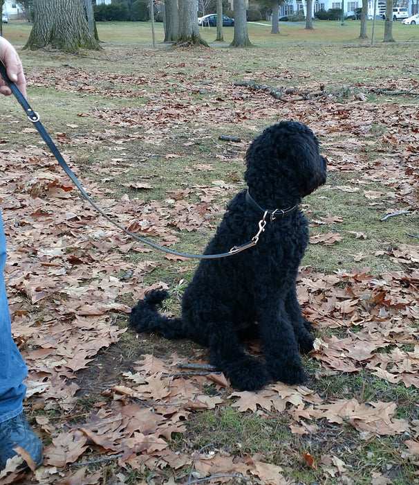 multi function leash