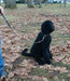 multi function leash