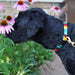 A black dog, wearing a Side-Release Dog Collar by a tail we could wag in the At the Beach Catalina pattern, sniffs a coneflower with a honey bee.