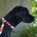 A black dog models a Side-Release Dog Collar by a tail we could wag in the Sun Valley Desert pattern.