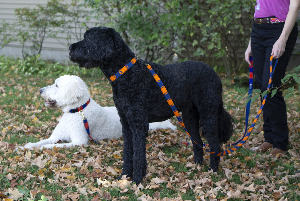 orange and blue collar and leash on black dog and red and blue collar and leash on white dog