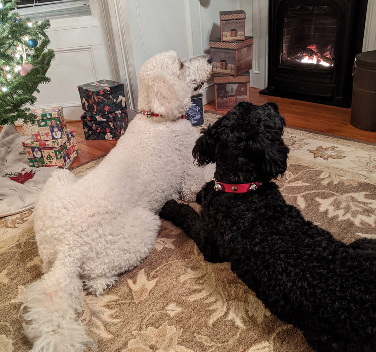 dogs in front of fireplace