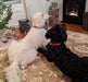 dogs in front of fireplace
