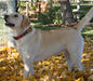 white dog wearing woven fabric dog collar