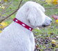 Baxter wearing a tail we could wag Diamonds dog collar