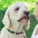 A white dog, wearing a Side-Release Dog Collar by a tail we could wag in the Foolish Fish Grass pattern, leans forward to lick a woman's face.