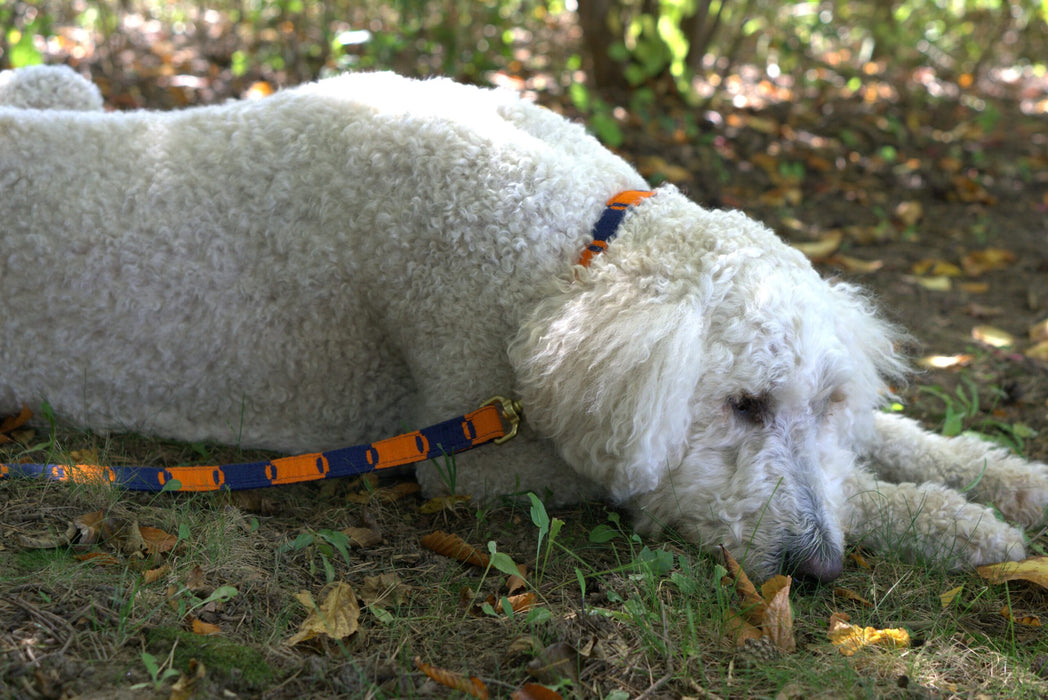 a tail we could wag Collar - Game Day