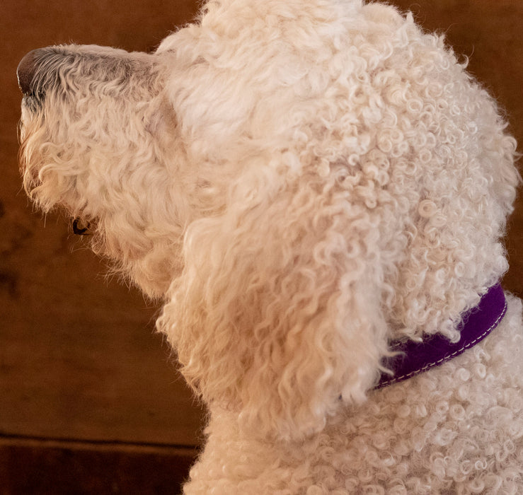 purple Saratoga Suede collar on white dog