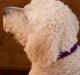 purple Saratoga Suede collar on white dog