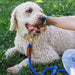 A woman pets a white dog, sitting in the grass with a Braided Cotton Rope Leash in Nautical Blue.
