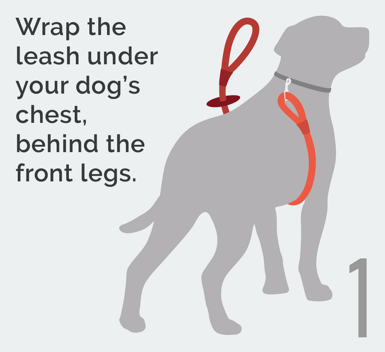 First, wrap the leash under your dog's chest, behind the front legs.