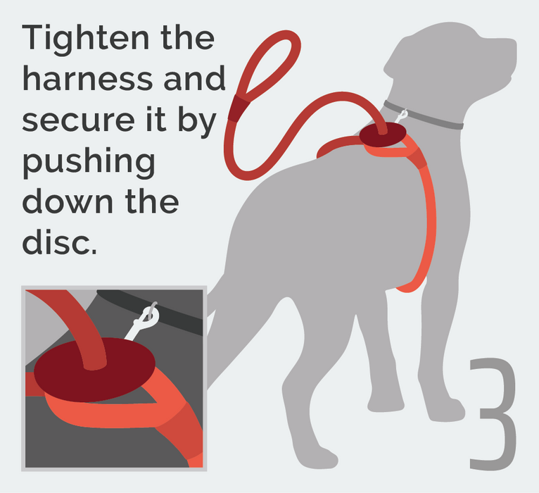 Third, tighten the harness and secure it by pushing down the disc.