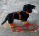 display dog with red cotton rope harness - leash