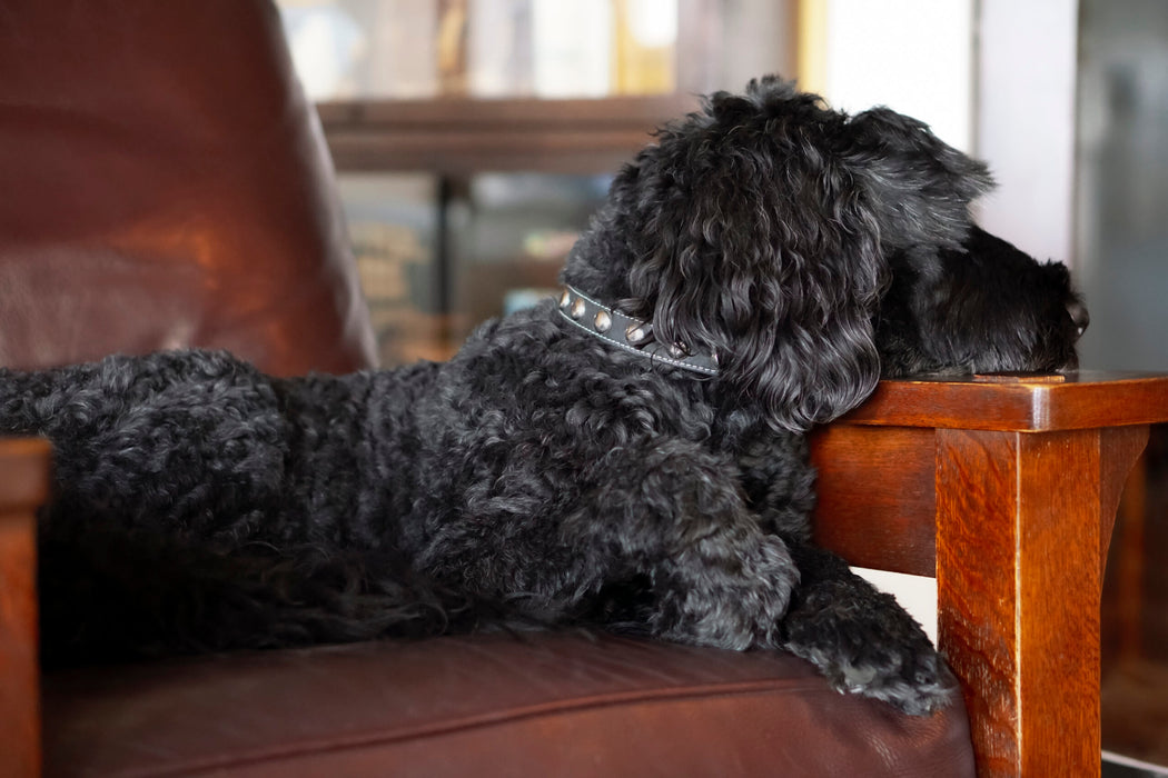 black dog wearing silver studded collar