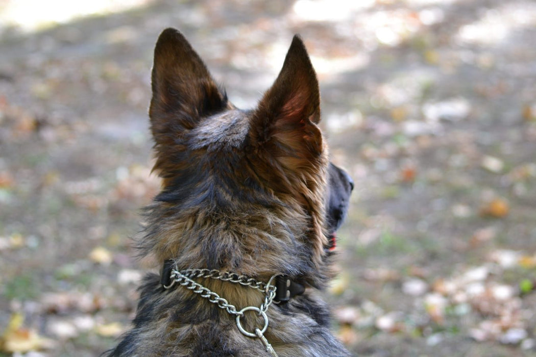 side view of German Shepard wearing black rolled leather martingale dog collar