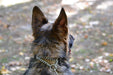 side view of German Shepard wearing black rolled leather martingale dog collar