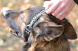 overhead view of German Shepard wearing black rolled leather martingale dog collar