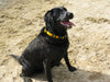 black dog wearing yellow a tail we could wag dog collar