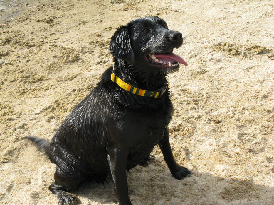 black dog wearing yellow a tail we could wag dog collar