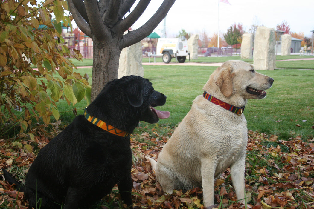 black dog wearing Sun Valley Day Dog Collar and white dog wearing red a tail we could wag dog collar