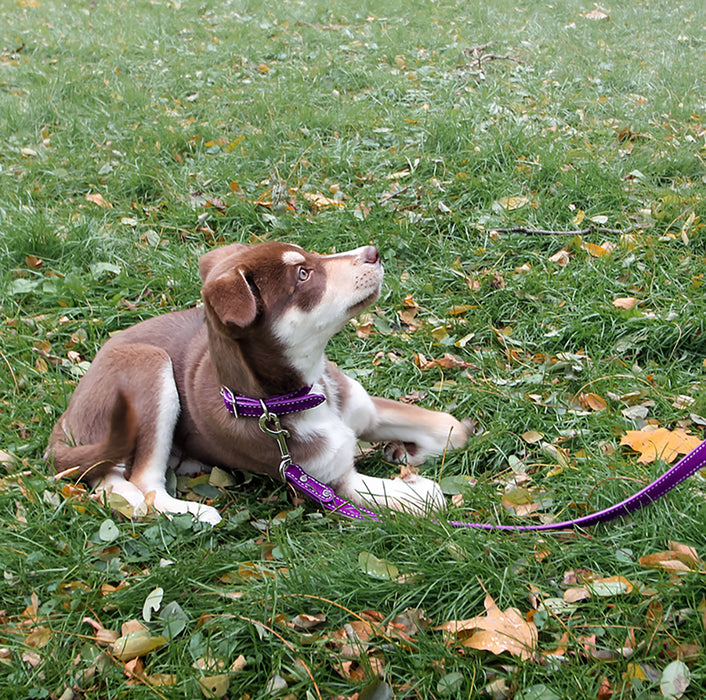 puppy laying in grass