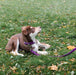 puppy laying in grass