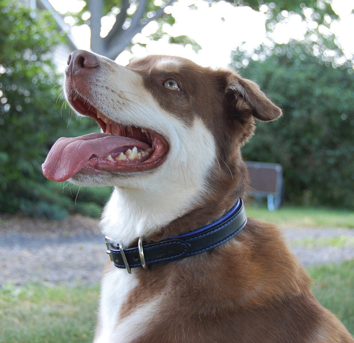 dog wearing Black Padded Leather Collar with blue lining
