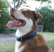 dog wearing Black Padded Leather Collar with blue lining