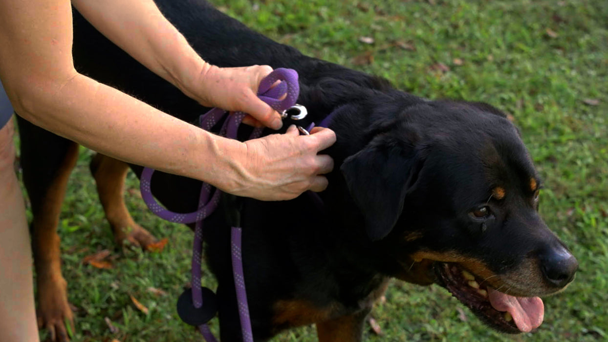 black dog wearing Auburn Leathercrafters' reflective lavender convertible harness leash