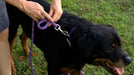 black dog wearing Auburn Leathercrafters' reflective lavender convertible harness leash