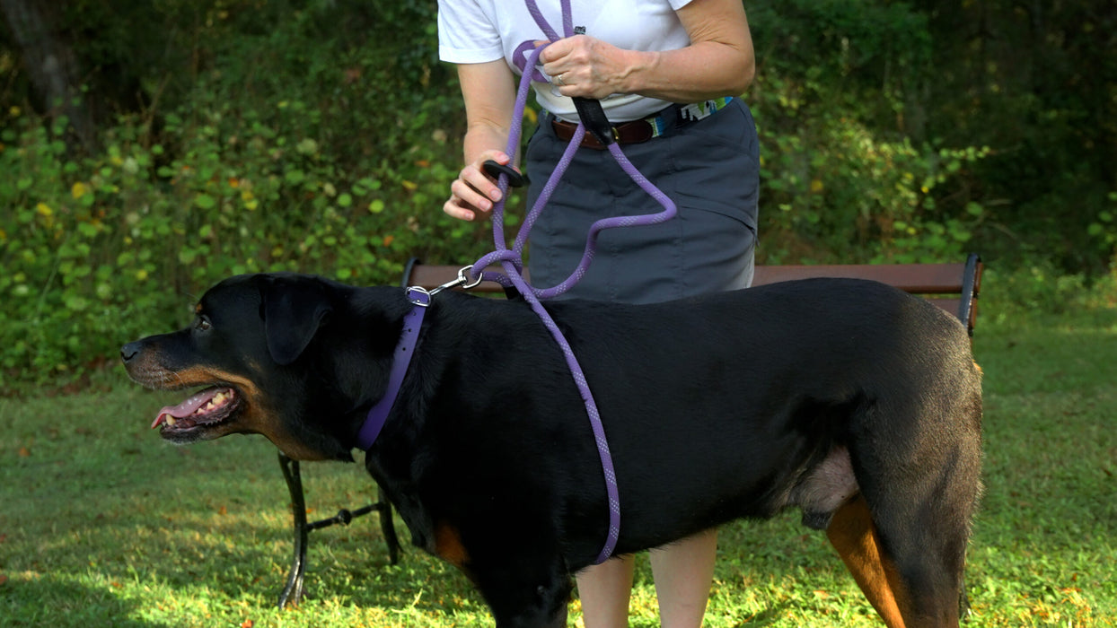 harness leash on dog