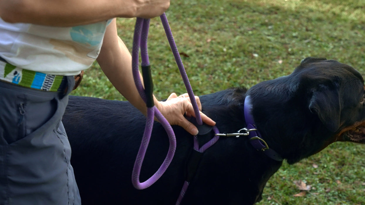black dog wearing Auburn Leathercrafters' reflective lavender convertible harness leash