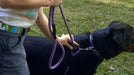 black dog wearing Auburn Leathercrafters' reflective lavender convertible harness leash