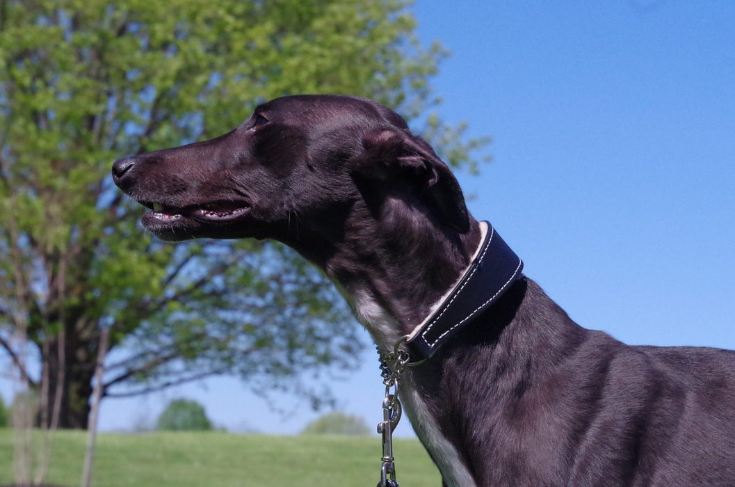 Martingale Shearling-Lined Collar