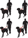 graphic of how to use a multi-function leash