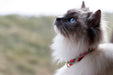 Ragdoll cat looking up wearing a tail we could wag cat collar in Retro pattern