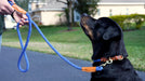 dog sitting wearing cotton rope collar and with cotton rope leash