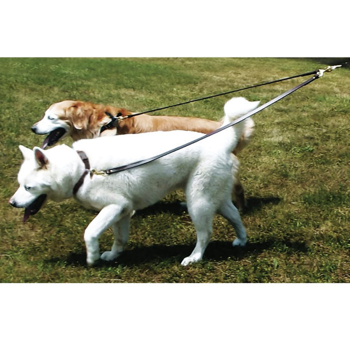 two dogs walking with two dog walker